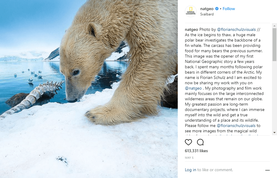 National Geographic Instagram post of a Polar Bear