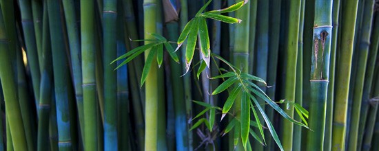 Bamboo