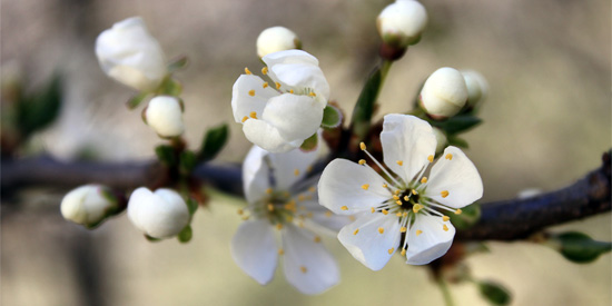 White Cherry