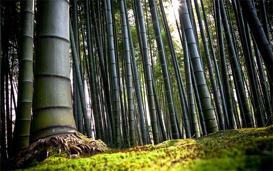 Bamboo